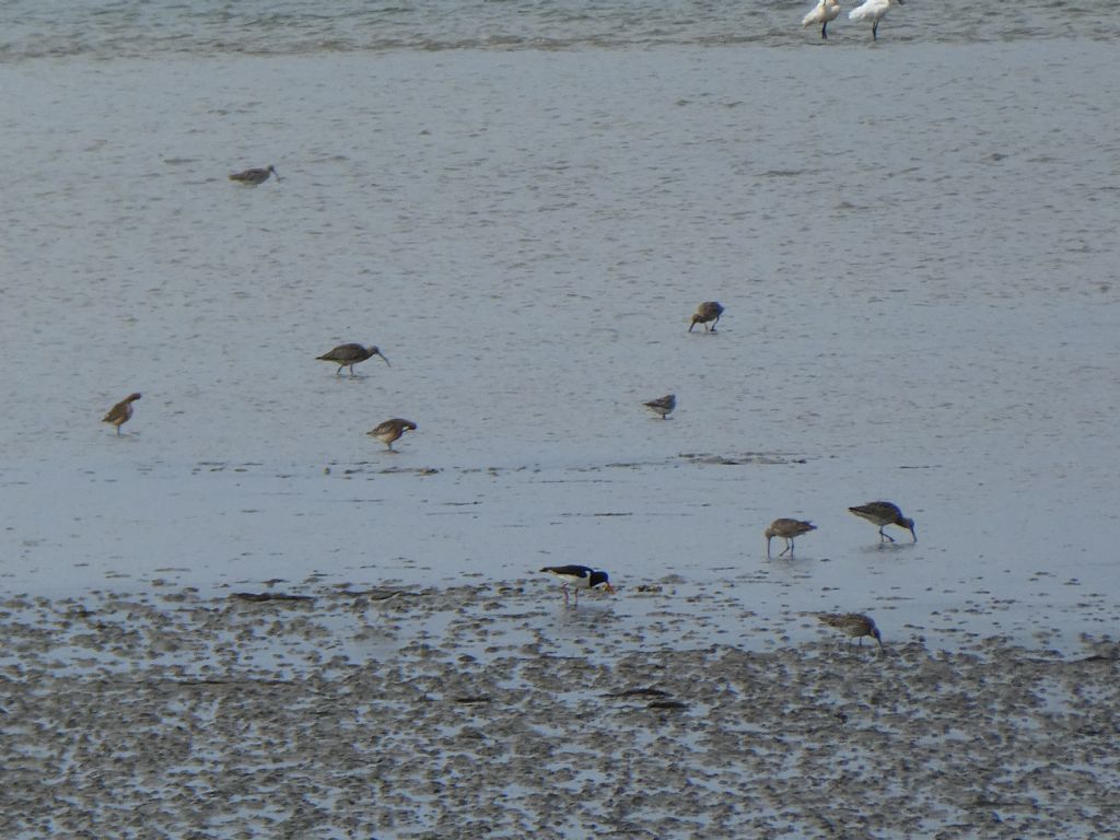 Chiurli maggiori (Numenius arquata), Beccaccia di mare (Haematopus ostralegus), e